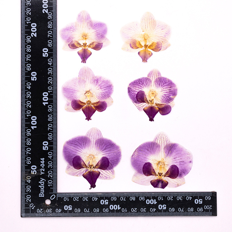 Dried Flower Bulk - 4 adet preslenmiş kurutulmuş Phalaenopsis orkide