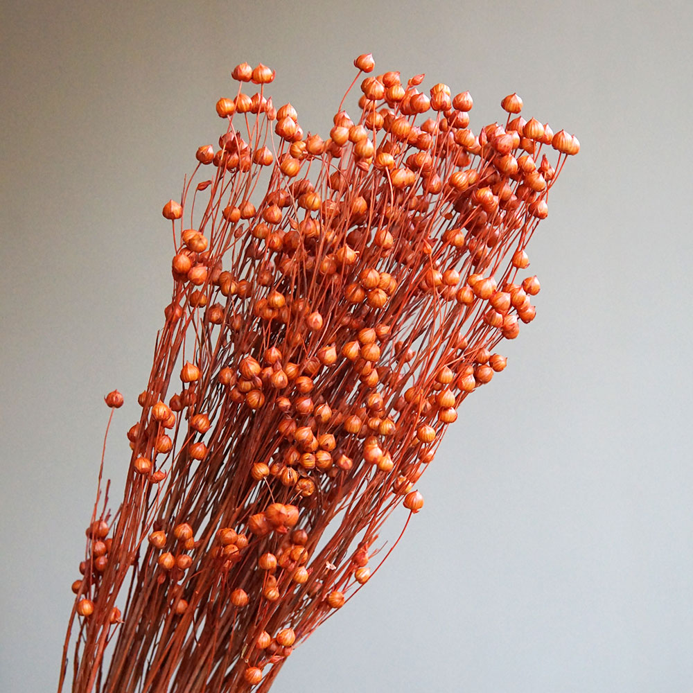 35g/Korunmuş Ormosia Hosiei Do - Dried Flower Bulk incelemesi ve fiyatı
