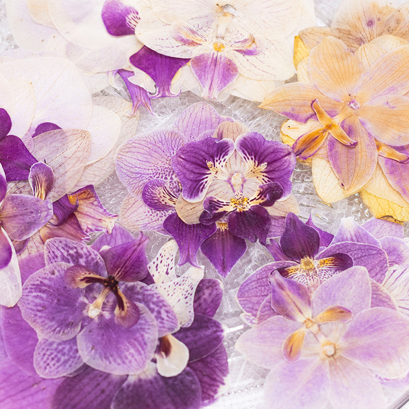 4 adet preslenmiş kurutulmuş P - Dried Flower Bulk incelemesi ve fiyatı